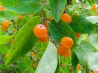 Lonicera tatarica