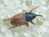 Mecinus pascuorum