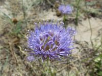 Jasione montana