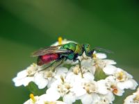 Hedychrum gerstaeckeri