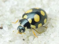 Coccinula quatuordecimpustulata