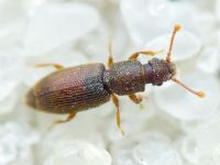 Monotoma brevicollis