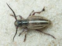 Cerambycidae