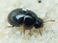 Leiodidae
