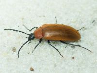 Pseudocistela ceramboides