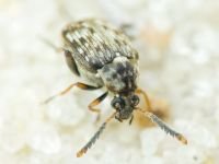 Bruchidius varius