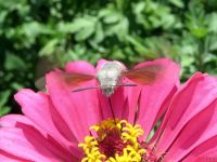Macroglossum stellatarum
