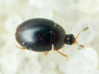 Orthoperus