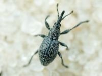 Apioninae