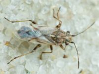 Nysius helveticus