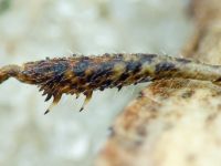 Coriomeris denticulatus