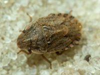 Sciocoris cursitans