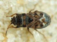 Pionosomus opacellus