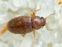 Latridiidae