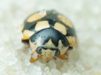 Coccinula quatuordecimpustulata