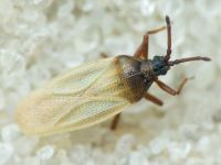 Catoplatus nigriceps