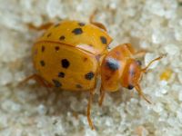 Subcoccinella vigintiquatuorpunctata