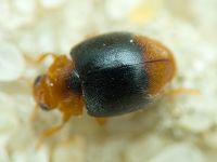Coccinellidae