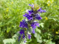 Ajuga genevensis