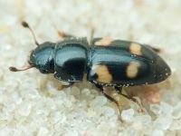 Glischrochilus (Librodor) quadrisignatus