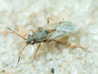 Nysius senecionis