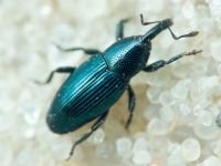 Aulacobaris lepidii