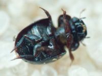 Leiodidae