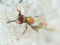 Torymus cupreus