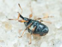 Nanophyinae