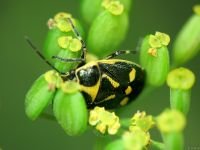 Eurydema (Eurydema) oleracea