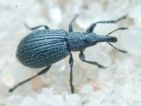 Apioninae