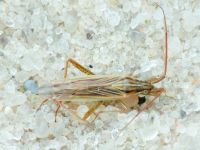 Miridae