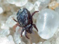 Arachnida