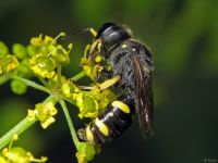Ectemnius cephalotes