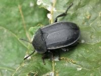 Silpha obscura