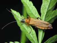 Oedemera podagrariae