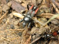 Peirates hybridus