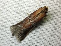 Moitrelia obductella