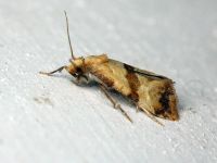 Phalonidia contractana