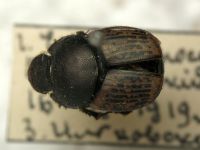 Onthophagus vacca
