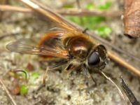 Cheilosia chrysocoma