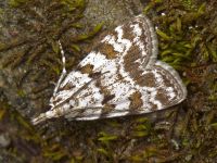 Scoparia pyralella
