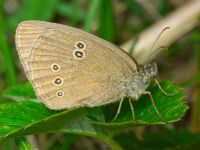 Aphantopus hyperantus
