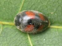 Scymnus frontalis