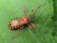 Rhynocoris iracundus