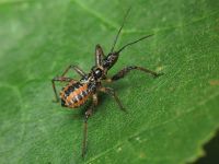 Rhynocoris iracundus