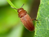 Antherophagus silaceus