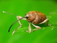 Curculio (Curculio) glandium