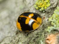 Adalia bipunctata