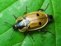 Dendroxena quadrimaculata